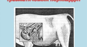 Příznaky traumatické perikarditidy a proč k ní dochází, léčba skotu