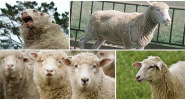 Příznaky trichofytózy u ovcí, léčba a prevence kožních onemocnění