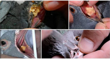 Příznaky trichomoniázy u holubů, léky pro léčbu a prevenci