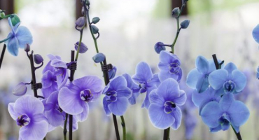 Modré orchideje - pravidla domácí péče