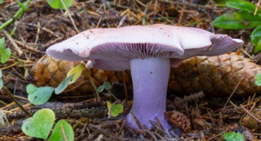 Modrá noha - co je to za houbu, podrobný popis