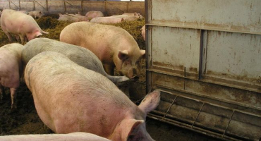 Domácí prasečí systémy a metody pro začátečníky