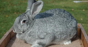 Křížení králíků