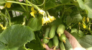 Nevěřil jsem slovům, ve skutečnosti jsem zkontroloval nebo nebývalou sklizeň okurek