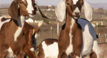 Obtíže v chovu anglonubijských koz. A proč stojí za to riskovat?
