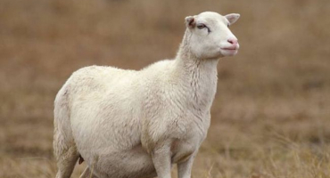 Páření a jehnice: vzdělávací program o chovu