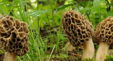 Smrže - jak vypadají jarní houby