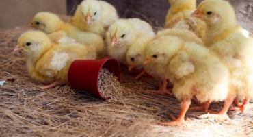 Chov kuřat od prvních dnů života