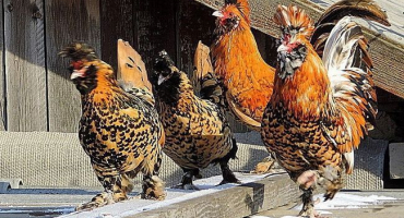 Chov a chov pavlovského kuřat