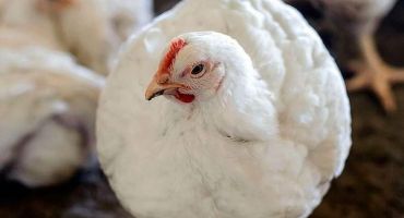 Chov a péče o nosnice doma pro začátečníky