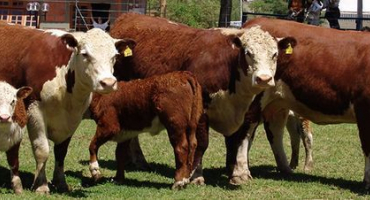 Chov herefordských krav a jejich vlastnosti