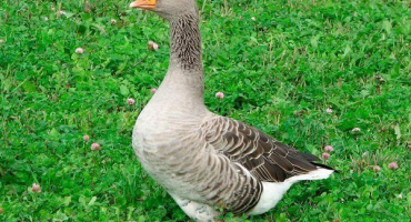 Obsah velkého šedého plemene hus. Jejich vlastnosti a produktivita