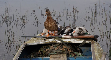 Údržba návnad kachen, krmení a péče