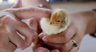Údržba jednodenních kuřat