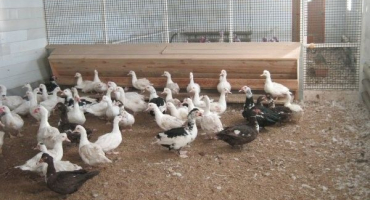 Chov kachen v zimě: jaká teplota se udržuje venku a jaké funkce pro péči?