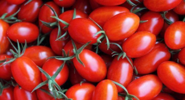 Obsah vitamínů v rajčatech