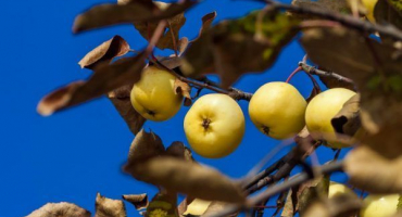Jabloň vyschne - analyzujeme příčiny a způsoby, jak problém vyřešit