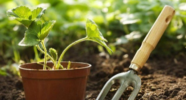 Snížení nákladů na zahradničení: nejlepší postupy