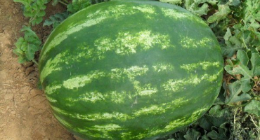 Producent odrůdy meloun: popis vlastností a pěstitelských technik