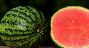 Odrůda vodního melounu romanza: vlastnosti a vlastnosti pěstování