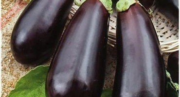 Odrůda diamantového lilku: popis a tipy pro pěstování