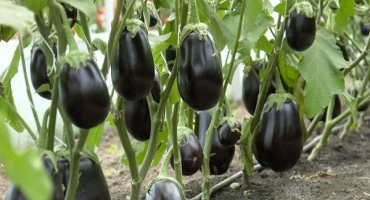 Odrůda lilku clorinda: vlastnosti a pěstování