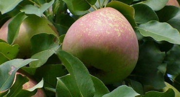 Odrůda hrušně - mramor: popis, výsadba a pěstování