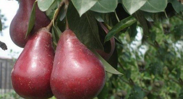 Odrůda hrušek starkrimson - její popis a pravidla pěstování