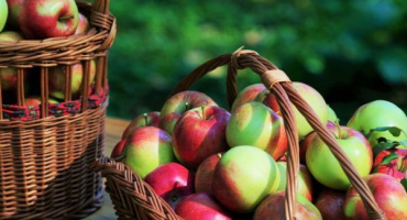 Odrůda jabloně bayan