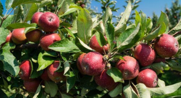 Odrůda jablek kitaika kerr