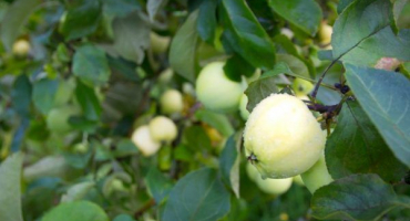 Odrůda jablek snů - detaily