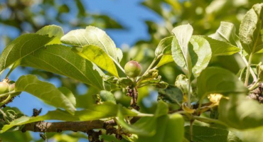 Odrůda jabloně pennant - hlavní výhody