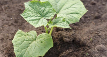 Odrůda cukety iskander f1