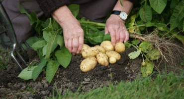 Odrůda brambor gala: vlastnosti, kvalita a pěstování