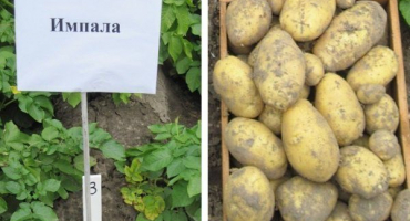 Odrůda brambor impala: popis a vlastnosti pěstování