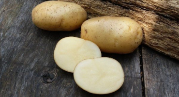 Odrůda brambor nevsky: vlastnosti, výsadba a péče