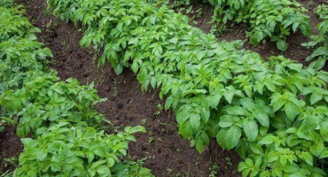 Odrůda brambor - sante: popis, kvalita, výsadba a péče