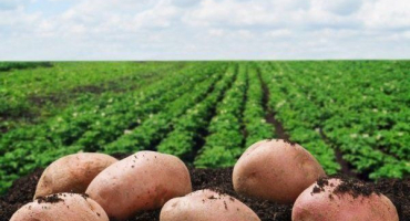 Odrůda brambor slavyanka: popis, kvalita, pěstování a péče