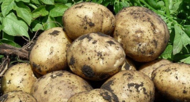 Odrůda brambor timo: kvalita, výsadba a péče