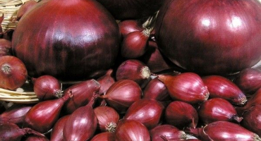 Odrůda cibule red baron