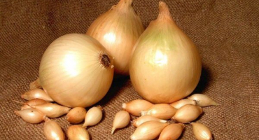 Odrůda cibule sturon: vlastnosti pěstování