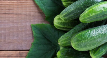 Odrůda okurek f1 crunch