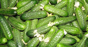 Odrůda okurky odvaha: tipy pro pěstování