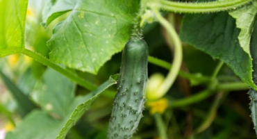 Odrůda okurky aligátor