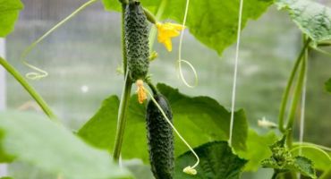 Odrůda okurky pasalimo f1