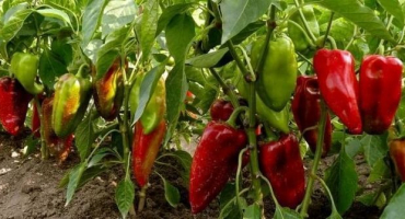 Odrůda medvídek pú