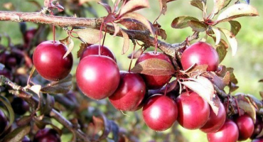 Odrůda pissardi: výsadba švestek, péče a pěstování