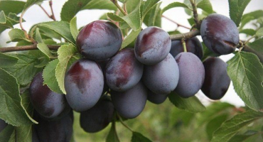 Odrůda švestky bogatyrskaya: hlavní charakteristiky a jemnosti pěstování