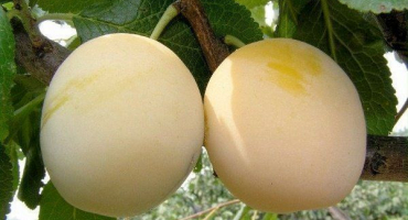 Odrůda ranní švestka: kompletní přehled žlutých plodů