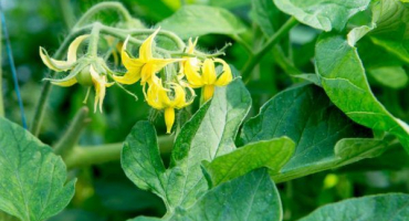 Odrůda rajčat alesha popovich